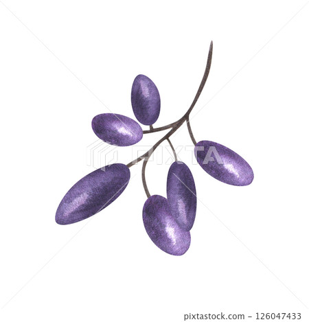 Branch with purple black oblong berries watercolor illustration isolated background. Hand painted barberry, honeysuckle, acai for healthy food packaging, antioxidant juice labels, botanical designs. Branch with purple black oblong berries watercolor illustration isolated background. Hand painted barberry, honeysuckle, acai for healthy food packaging, antioxidant juice labels, botanical designs. 126047433