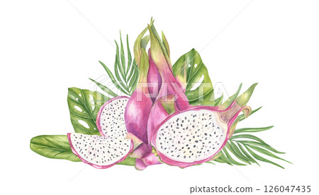 Pink dragon fruits and juicy slices, monstera, palm leaves watercolor illustration isolated background. Exotic sweet pitahaya composition for tropical product packaging, juice label Pink dragon fruits and juicy slices, monstera, palm leaves watercolor illustration isolated background. Exotic sweet pitahaya composition for tropical product packaging, juice label 126047435