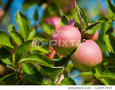 apples on a branch 126047483