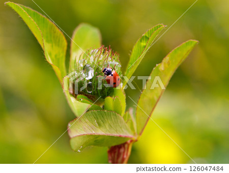 ladybug 126047484