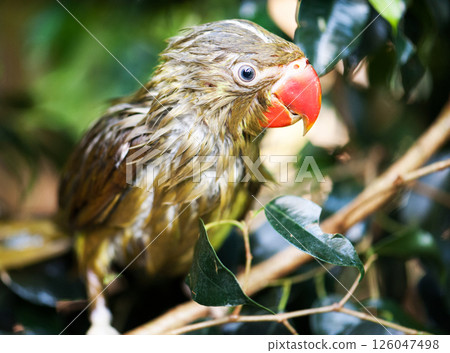 parrot 126047498