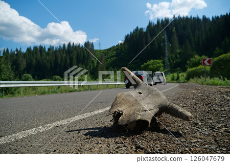Big cow skull lies on the highway, cars drives on the road 126047679
