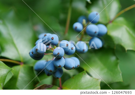 Blue berries of Oregon Grape Root or Mahonia aquifolium or holly-leaved barberry Blue berries of Oregon Grape Root or Mahonia aquifolium or holly-leaved barberry 126047693