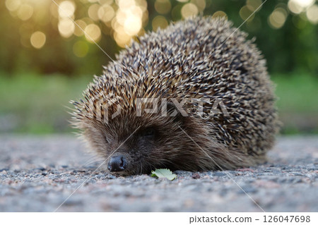 Hedgehog on the road, scientific name - Erinaceus europaeus 126047698