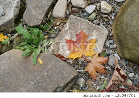 Natural stones lies near bank of river in Carpathian Mountains, western Ukraine 126047701