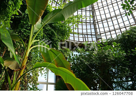 Beautiful green tropical plants in greenhouse. Ecological development of planet Beautiful green tropical plants in greenhouse. Ecological development of planet 126047708