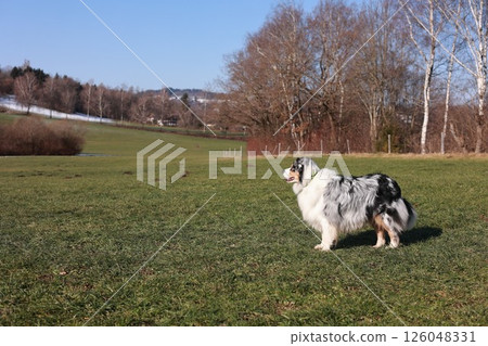A dog is standing in a grassy field A dog is standing in a grassy field 126048331