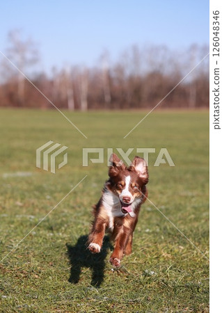 A mini-aussie is running in a field 126048346