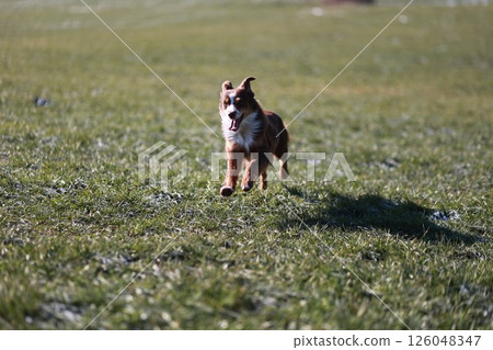 A brown dog is running in a grassy field A brown dog is running in a grassy field 126048347