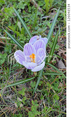 Closeup of early blooming springtime flower - white and purple striped blooms of Crocus vernus or Spring crocus or Saffron flowering among spring grass. Beautiful natural background, vertical shot. Closeup of early blooming springtime flower - white and purple striped blooms of Crocus vernus or Spring crocus or Saffron flowering among spring grass. Beautiful natural background, vertical shot. 126048534