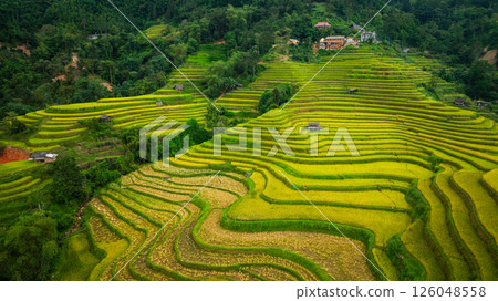 Aerial view of Yellow rice terraces on the high mountain Aerial view of Yellow rice terraces on the high mountain 126048558