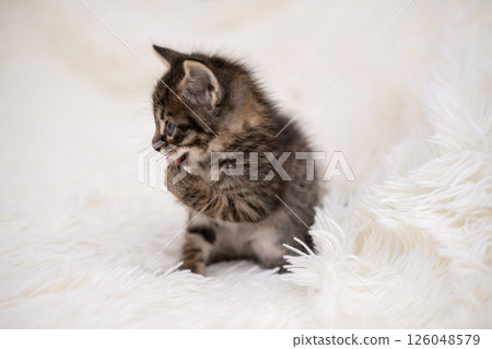 Cute kitten playing on a white blanket 126048579