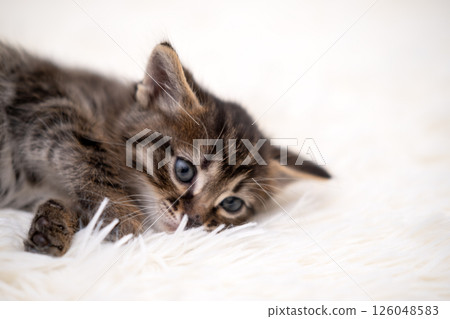 Cute kitten playing on a white blanket 126048583