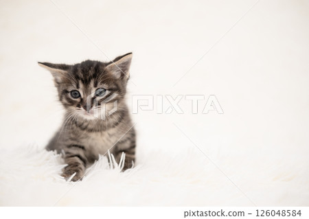 Cute kitten playing on a white blanket 126048584