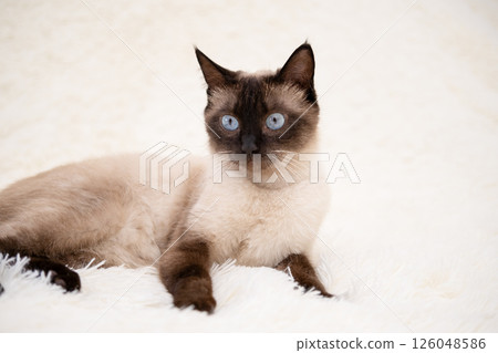 Cute kitten playing on a white blanket Cute kitten playing on a white blanket 126048586