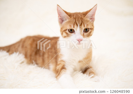 Cute kitten playing on a white blanket 126048590