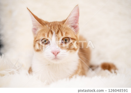 Cute kitten playing on a white blanket 126048591