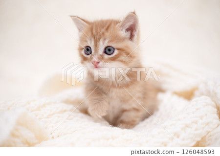 Cute kitten playing on a white blanket Cute kitten playing on a white blanket 126048593