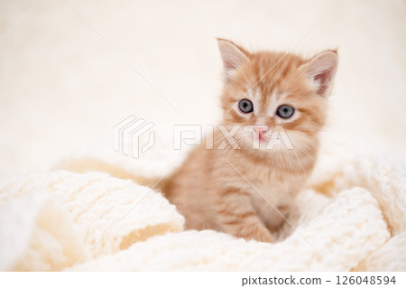 Cute kitten playing on a white blanket 126048594