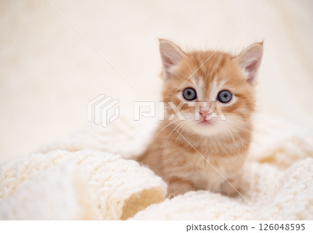 Cute kitten playing on a white blanket Cute kitten playing on a white blanket 126048595