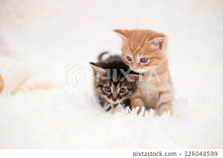Cute kitten playing on a white blanket Cute kitten playing on a white blanket 126048599
