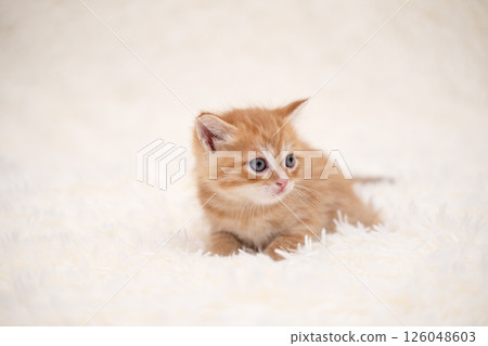 Cute kitten playing on a white blanket Cute kitten playing on a white blanket 126048603