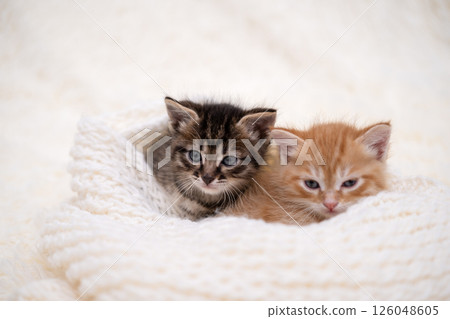 Cute kitten playing on a white blanket Cute kitten playing on a white blanket 126048605