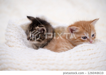 Cute kitten playing on a white blanket Cute kitten playing on a white blanket 126048610