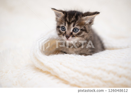 Cute kitten playing on a white blanket 126048612