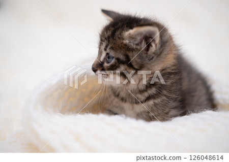 Cute kitten playing on a white blanket 126048614