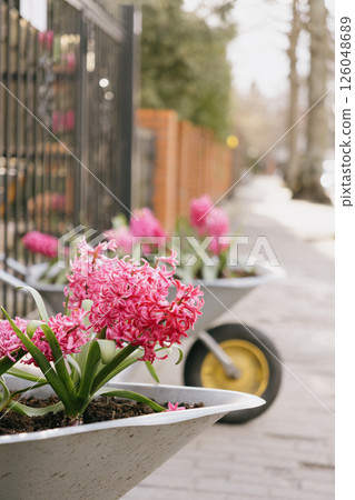 blooming hyacinths at gate of the house. wheelbarrow with a pink floral arrangement inside.  126048689