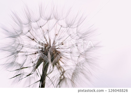 Macro dandelion black and white. Freedom to Wish. Dandelion silhouette fluffy flower on sunset sky. Seed macro closeup. Soft focus. Goodbye Summer. Hope and dreaming concept. Fragility. Springtime. Macro dandelion black and white. Freedom to Wish. Dandelion silhouette fluffy flower on sunset sky. Seed macro closeup. Soft focus. Goodbye Summer. Hope and dreaming concept. Fragility. Springtime. 126048826