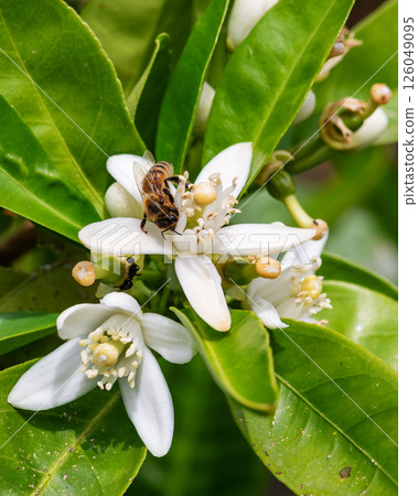 Pollinating bee among orange blossoms. Insects. 126049095