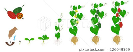 Cycle of growth of a tladianta dubious plant isolated on a white background. 126049569