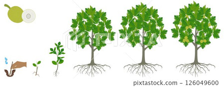 Cycle of growth of breadfruit tree on a white background. 126049600