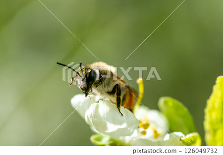A bee with pollen on its head 126049732