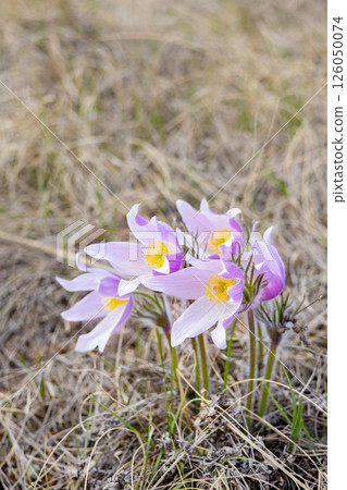 Prairie crocus or Pulsatilla patens grow in the wild in spring. Prairie crocus or Pulsatilla patens grow in the wild in spring. 126050074