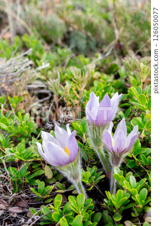 Pulsatilla patens grows among bearberry branches in the wilderness. Pulsatilla patens grows among bearberry branches in the wilderness. 126050077