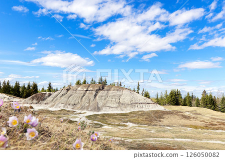 Landscape with hills in badlands in spring time and blooming crocuses. Landscape with hills in badlands in spring time and blooming crocuses. 126050082