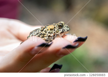 Woman's hand is holding little Canadian toad in summer woods. 126050083