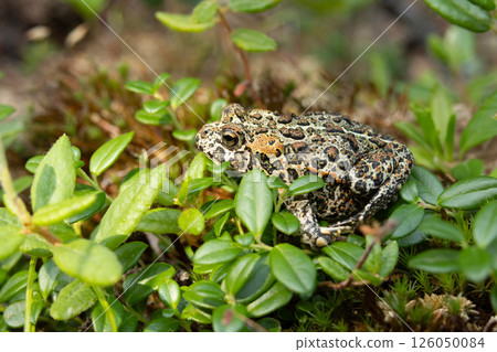 Canadian toad is on the yellow moss among branches in the woodland in fall. Canadian toad is on the yellow moss among branches in the woodland in fall. 126050084