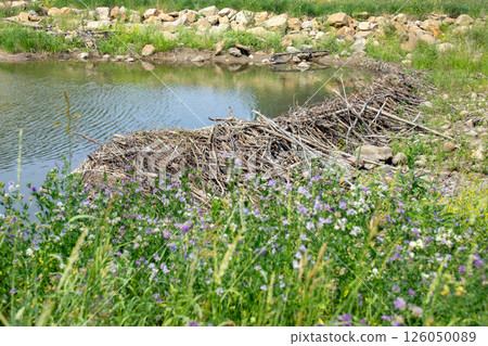 Beaver dam of sticks and mud built in creek in summer. 126050089