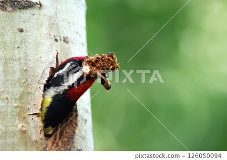 Bright woodpecker's head peaking out from hole in a tree trunk Bright woodpecker's head peaking out from hole in a tree trunk 126050094