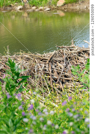Beaver dam of sticks and mud built in creek in summer. 126050099