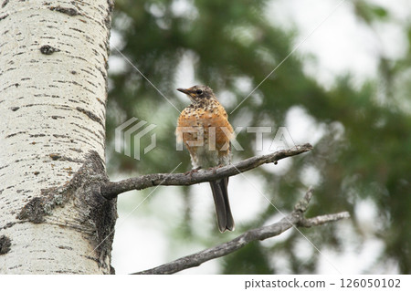 Juvenile American robin is on the branch of poplar tree in summer. Juvenile American robin is on the branch of poplar tree in summer. 126050102