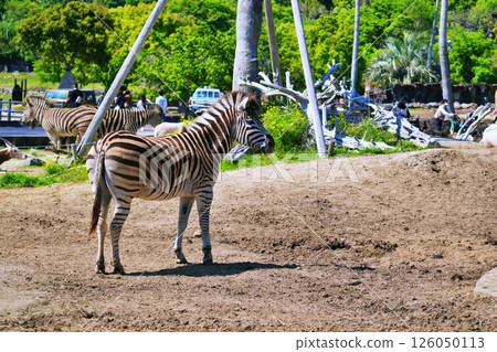 Safari Park scenery 126050113