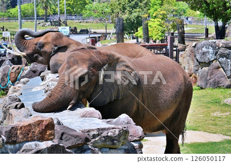 非洲大象 非洲大象 126050117