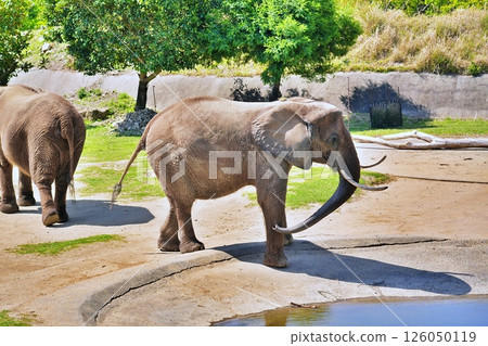 African elephant African elephant 126050119