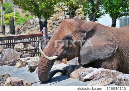 African elephant 126050120