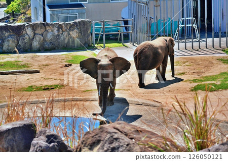 African elephant African elephant 126050121
